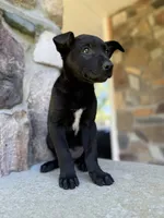 Rip, a male Belgian Malinois for sale in Howell, MI – 1 of 10