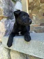 Rip, a male Belgian Malinois for sale in Howell, MI – 10 of 10
