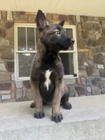 Sonya, a female Belgian Malinois for sale in Howell, MI – 3 of 10