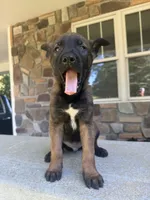 Kacey , a male Belgian Malinois for sale in Howell, MI – 8 of 8