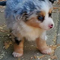 ...Hulu boy, a male Toy Australian Shepherd for sale in Lancaster, CA – Photo 1 of 3