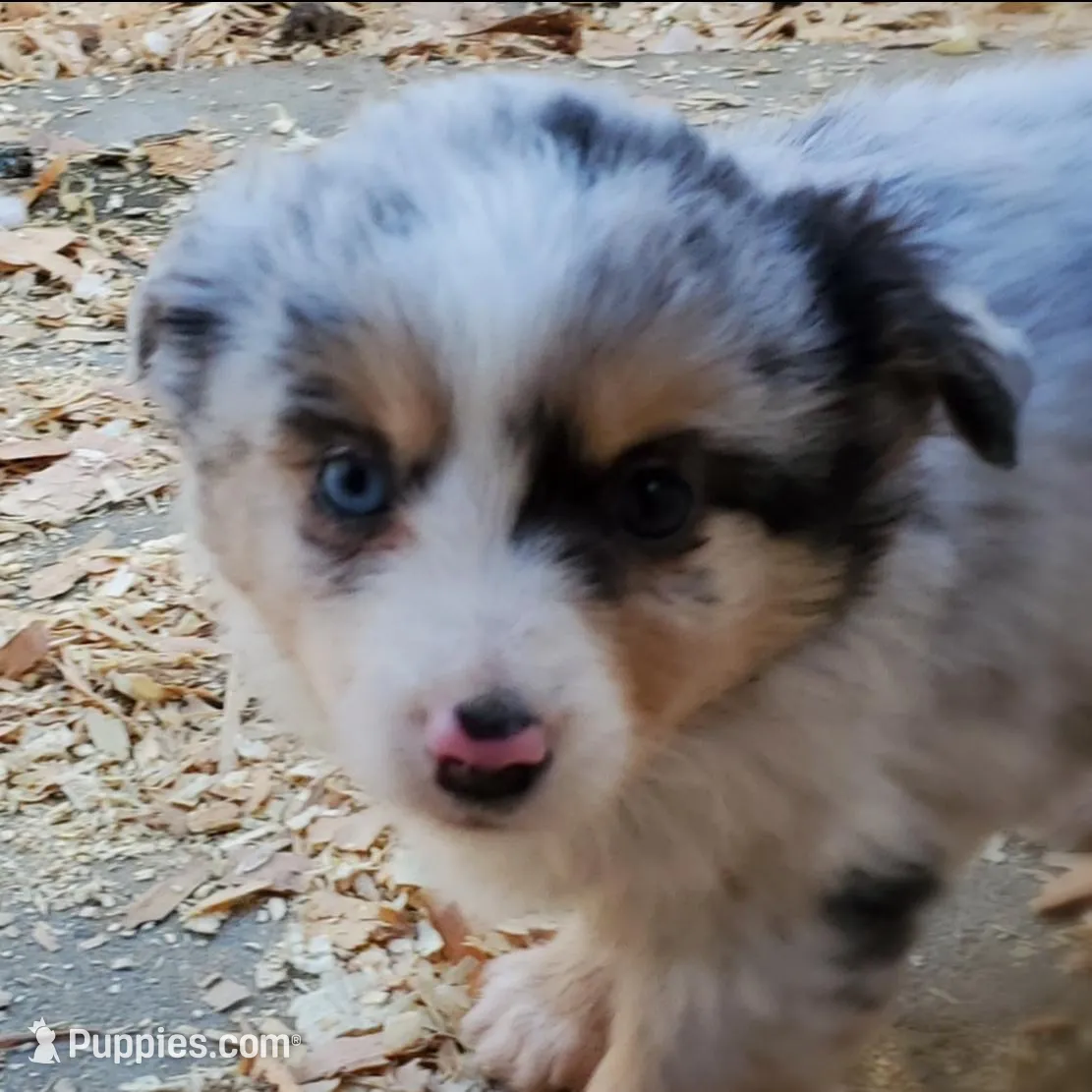 ...Hulu boy, a male Toy Australian Shepherd for sale in Lancaster, CA – Photo 3 of 3