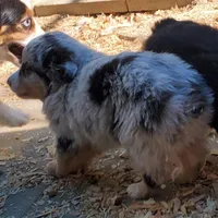 ...Hulu boy, a male Toy Australian Shepherd for sale in Lancaster, CA – Photo 2 of 3