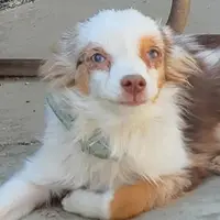 ...ROCKY, a male Toy Australian Shepherd for sale in Lancaster, CA – Photo 1 of 7