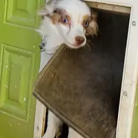 ...ROCKY, a male Toy Australian Shepherd for sale in Lancaster, CA – Photo 5 of 7