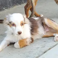 ...ROCKY, a male Toy Australian Shepherd for sale in Lancaster, CA – Photo 3 of 7