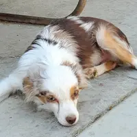 ...ROCKY, a male Toy Australian Shepherd for sale in Lancaster, CA – Photo 2 of 7