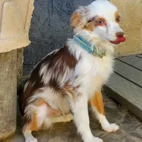 ...ROCKY, a male Toy Australian Shepherd for sale in Lancaster, CA – Photo 6 of 7