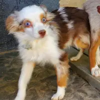 ...ROCKY, a male Toy Australian Shepherd for sale in Lancaster, CA – Photo 7 of 7