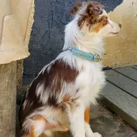 ...ROCKY, a male Toy Australian Shepherd for sale in Lancaster, CA – Photo 4 of 7