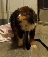 SHINER #2..., a male Toy Australian Shepherd for sale in Lancaster, CA – 7 of 9