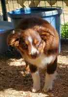 ...SHINER BOY#1..., a male Toy Australian Shepherd for sale in Lancaster, CA – 2 of 4