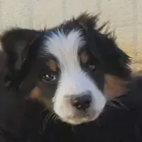 ...EBAY, a male Toy Australian Shepherd for sale in Lancaster, CA – Photo 4 of 7