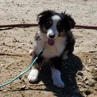 ...EBAY, a male Toy Australian Shepherd for sale in Lancaster, CA – Photo 6 of 7