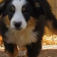 ...EBAY, a male Toy Australian Shepherd for sale in Lancaster, CA – Photo 3 of 7