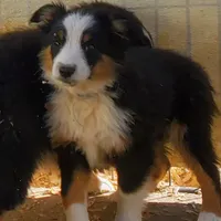 ...EBAY, a male Toy Australian Shepherd for sale in Lancaster, CA – Photo 1 of 7