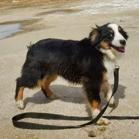 ...EBAY, a male Toy Australian Shepherd for sale in Lancaster, CA – Photo 5 of 7