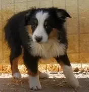 ...EBAY, a male Toy Australian Shepherd for sale in Lancaster, CA – Photo 2 of 7