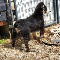 ...EBAY, a male Toy Australian Shepherd for sale in Lancaster, CA – Photo 7 of 7