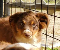 SHINER #2..., a male Toy Australian Shepherd for sale in Lancaster, CA – 5 of 9
