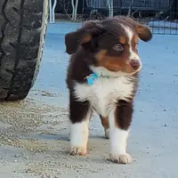 .SHINER BOY#1, a male Toy Australian Shepherd for sale in Lancaster, CA – Photo 7 of 10