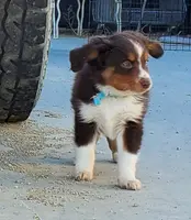 ...SHINER BOY#1, a male Toy Australian Shepherd for sale in Lancaster, CA – Photo 7 of 10