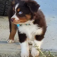 .SHINER BOY#1, a male Toy Australian Shepherd for sale in Lancaster, CA – Photo 5 of 10