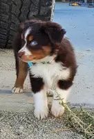 ...SHINER BOY#1, a male Toy Australian Shepherd for sale in Lancaster, CA – Photo 5 of 10