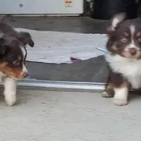 .SHINER BOY#1, a male Toy Australian Shepherd for sale in Lancaster, CA – Photo 6 of 10