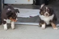 ...SHINER BOY#1, a male Toy Australian Shepherd for sale in Lancaster, CA – Photo 6 of 10