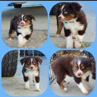 .SHINER BOY#1, a male Toy Australian Shepherd for sale in Lancaster, CA – Photo 8 of 10