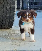 ...SHINER BOY#1, a male Toy Australian Shepherd for sale in Lancaster, CA – Photo 9 of 10