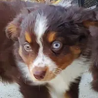 .SHINER BOY#1, a male Toy Australian Shepherd for sale in Lancaster, CA – Photo 1 of 10