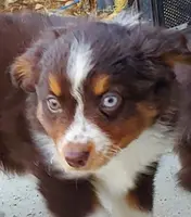 ...SHINER BOY#1, a male Toy Australian Shepherd for sale in Lancaster, CA – Photo 1 of 10