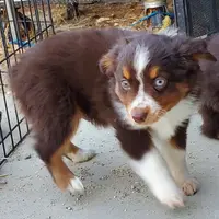 .SHINER BOY#1, a male Toy Australian Shepherd for sale in Lancaster, CA – Photo 4 of 10