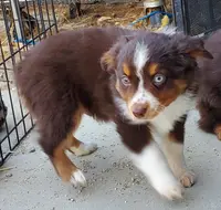 ...SHINER BOY#1, a male Toy Australian Shepherd for sale in Lancaster, CA – Photo 4 of 10