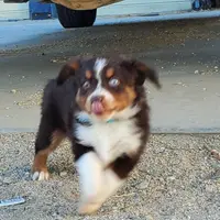 .SHINER BOY#1, a male Toy Australian Shepherd for sale in Lancaster, CA – Photo 10 of 10
