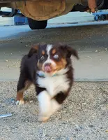 ...SHINER BOY#1, a male Toy Australian Shepherd for sale in Lancaster, CA – Photo 10 of 10