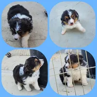 ...RAMONA boy, a male Toy Australian Shepherd for sale in Lancaster, CA – Photo 9 of 9