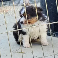 ...RAMONA boy, a male Toy Australian Shepherd for sale in Lancaster, CA – Photo 4 of 9