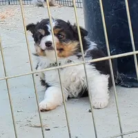 ...RAMONA boy, a male Toy Australian Shepherd for sale in Lancaster, CA – Photo 2 of 9
