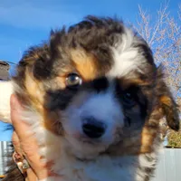 ...RAMONA boy, a male Toy Australian Shepherd for sale in Lancaster, CA – Photo 8 of 9
