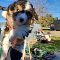 ...RAMONA boy, a male Toy Australian Shepherd for sale in Lancaster, CA – Photo 7 of 9