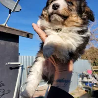 ...RAMONA boy, a male Toy Australian Shepherd for sale in Lancaster, CA – Photo 5 of 9