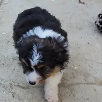 ...RAMONA boy, a male Toy Australian Shepherd for sale in Lancaster, CA – Photo 1 of 9