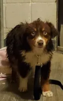 SHINER #2..., a male Toy Australian Shepherd for sale in Lancaster, CA – 8 of 9