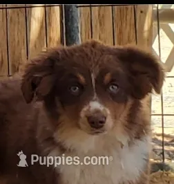 SHINER #2... – Toy Australian Shepherd puppy for sale in Lancaster, CA
