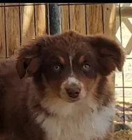 SHINER #2..., a male Toy Australian Shepherd for sale in Lancaster, CA – 1 of 9