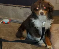SHINER #2..., a male Toy Australian Shepherd for sale in Lancaster, CA – 9 of 9