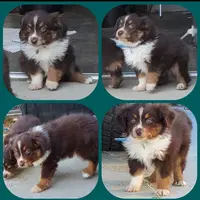 ...SHINER #2, a male Toy Australian Shepherd for sale in Lancaster, CA – Photo 4 of 10